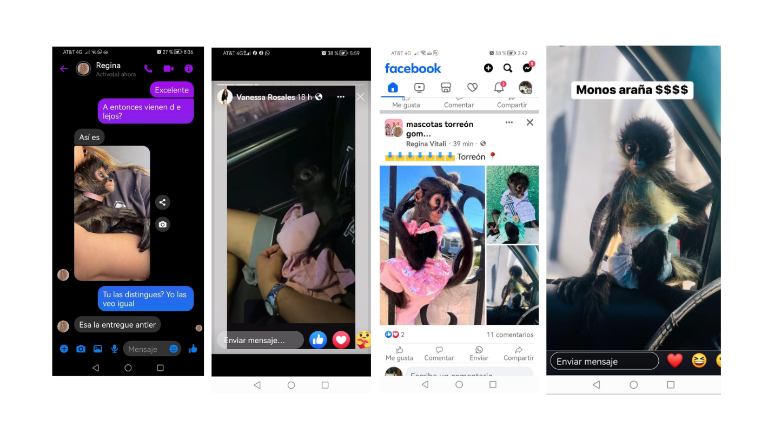 Las operaciones las realizan a través de redes sociales, como Facebook y WhatsApp, en donde ofrecen ejemplares de dos y tres meses a un precio de 58 mil 500 pesos.