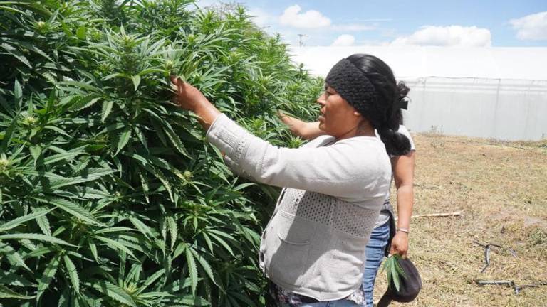 Las curanderas oaxaqueñas que cultivan cannabis