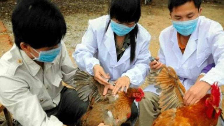 China detecta primer caso de gripe aviar H10N3 en humanos a nivel mundial