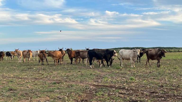 Sáinz Aispuro indicó que a partir de las precipitaciones acumuladas hasta este momento, hay abundante pasto y ello permitirá producir alimento de reserva necesario para el ganado.