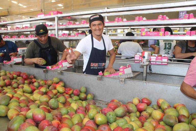 Juan Luis encuentra en el deseo de sacar a su familia adelante la habilidad para empacar cajas con mango