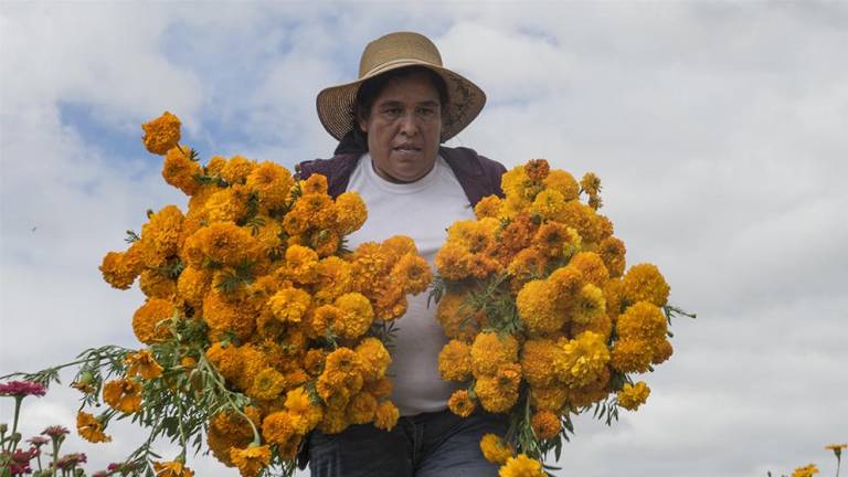 En Doxey, Hidalgo, doña Genoveva trabaja arduamente cortando la flor que fue cultivada con semilla mexicana.