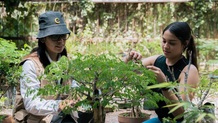 El arte Bonsái procede de China y Japón y consiste en cultivar árboles en macetas.