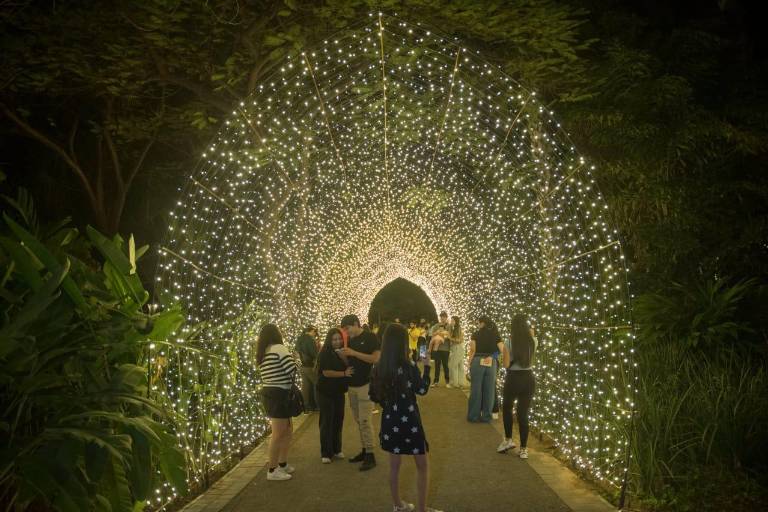 Acuden más de 10 mil personas a Un Jardín de Luz en el Jardín Botánico en su primera semana de apertura
