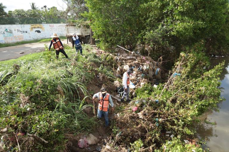 Brigada interviene en la tala de manglares protegidos en el Arroyo Jabalines en Mazatlán