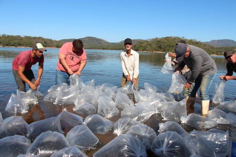 Siembran 250 mil alevines en la presa Vinoramas para fortalecer actividad pesquera local