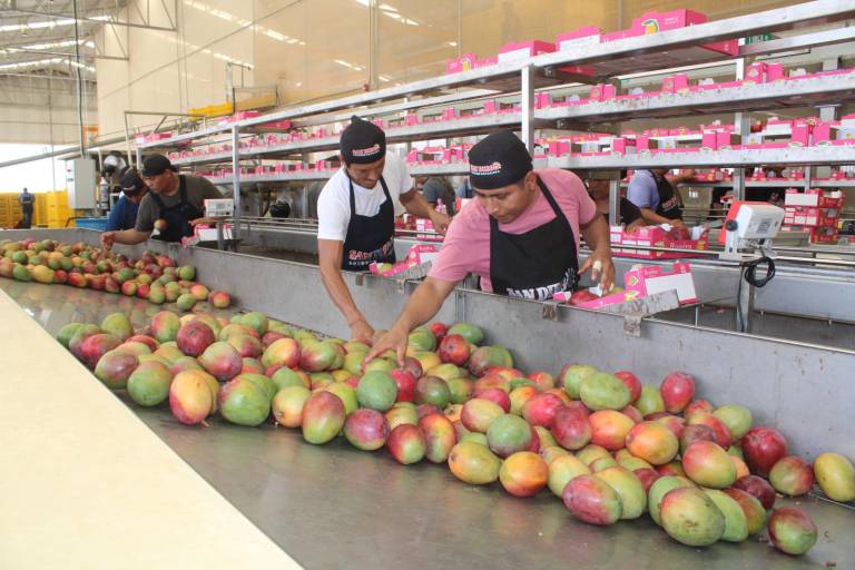 Lluvias traen esperanza para empacadores y productores de mango en Rosario