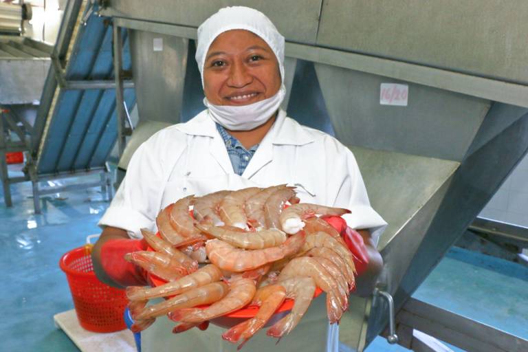 Inicia veda de ostión, camarón y tiburón en México