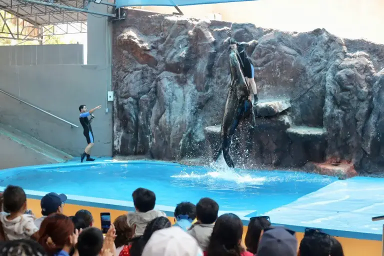 Aclara Gran Acuario Mar de Cortés que exhibiciones con lobos marinos no violan ley de vida silvestre