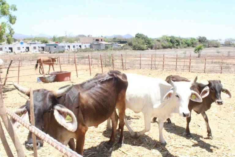 Líder ganadero en Rosario lamenta la falta de apoyo de las autoridades ante mortandad de ganado por la sequía