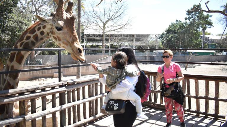 Chicos y grandes conviven con algunos de los animales que habitan el Zoológico de Culiacán, como las jirafas.