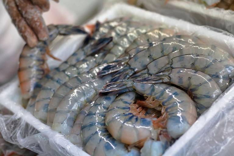 Canainpesca y Gobierno federal buscan evitar embargo al camarón en EU