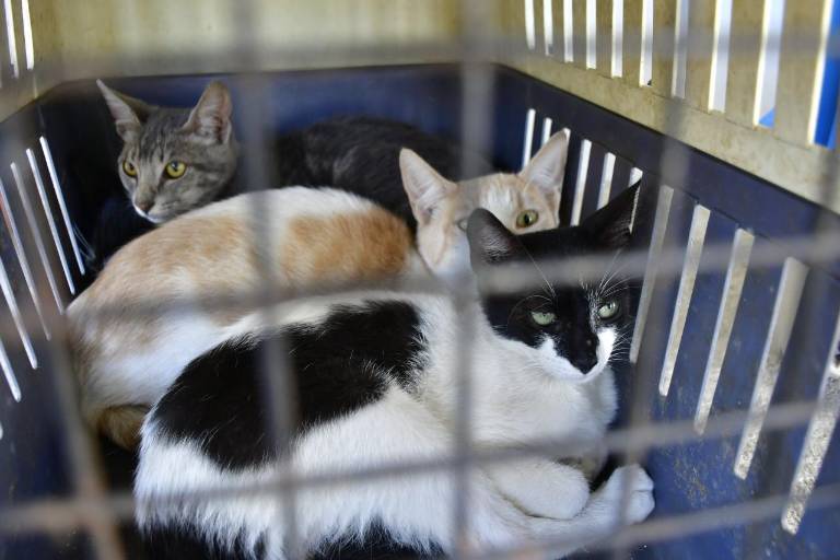 El centro para mascotas del Gobierno de Mazatlán tiene buena demanda