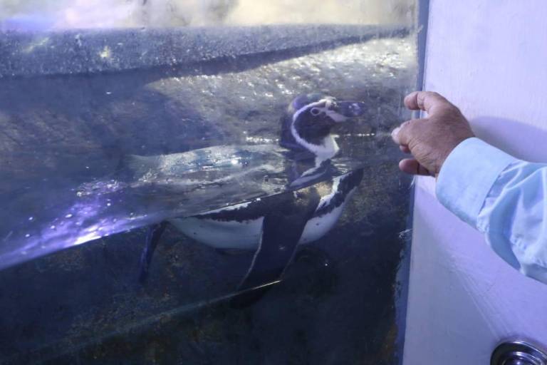 Show de lobos marinos y Pingüinario seguirán funcionando: Alcalde