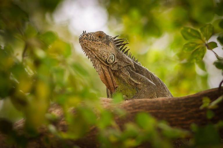 Ayuntamiento de Culiacán sin medios para proteger a la iguana verde del parque Las Riberas