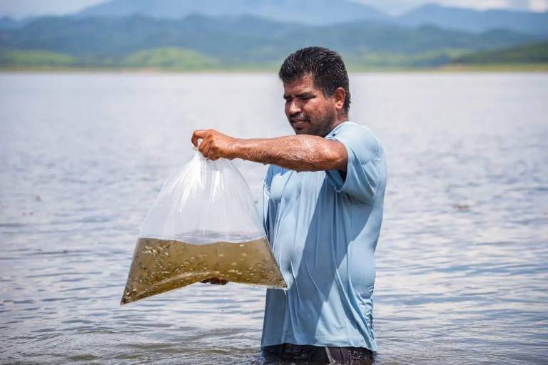 Programa de siembra de alevines en Culiacán está cerca de la meta con un 85%