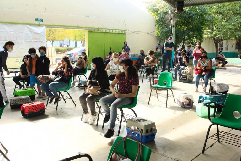Realizan campaña de esterilización de gatos en Infonavit Humaya en Culiacán