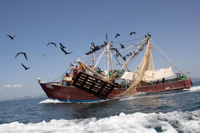 Camarón de altamar mexicano, en la antesala de embargo de EU por no hacer ‘uso adecuado’ de excluidores de tortugas