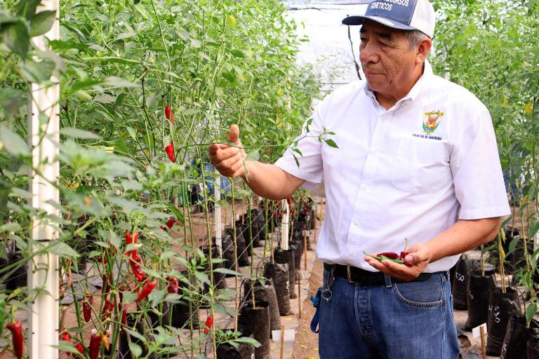La UAS se consolida como referente científico en Sinaloa, con crecimiento del 24% en el Sistema Nacional de Investigadoras e Investigadores (SNII)