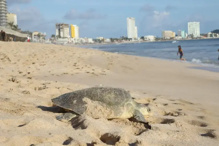 Clima reduce arribazón de tortugas en Mazatlán