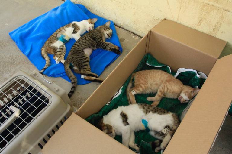 Realizan campaña de esterilización de gatos en Infonavit Humaya en Culiacán