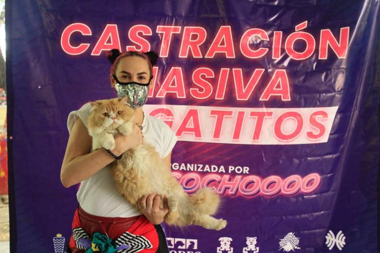 Realizan campaña de esterilización de gatos en Infonavit Humaya en Culiacán