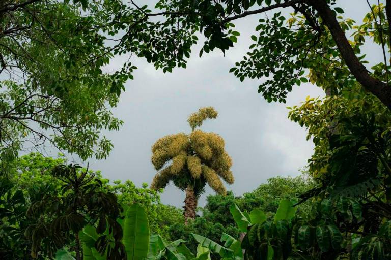 La majestuosa evolución de la Palma talipot