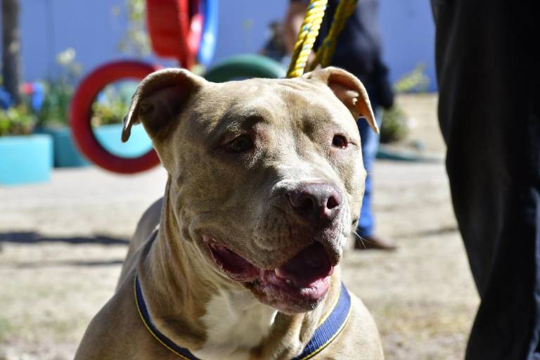 El centro para mascotas del Gobierno de Mazatlán tiene buena demanda