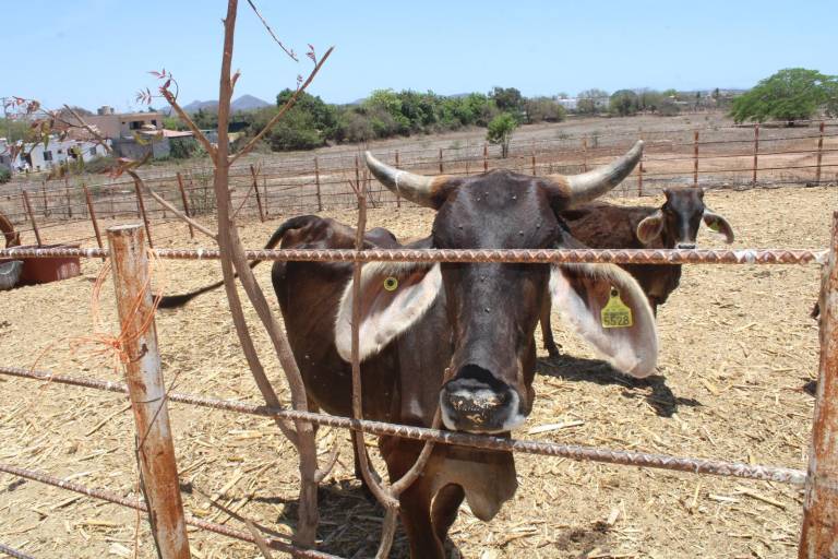Alcaldesa de Rosario sostiene que sectores afectados por la sequía no se han acercado
