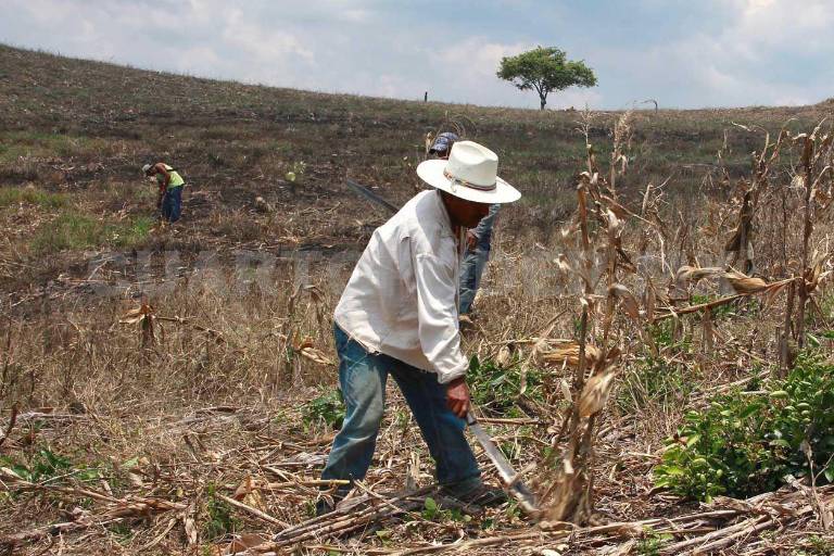 Coordinación de Unidad Campesina pide que Sinaloa no sea representado solo por élites