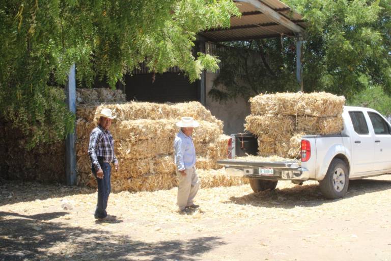 ‘Es urgente ya que declaren emergencia porque sí se nos va a acabar el ganado’: Rendón López