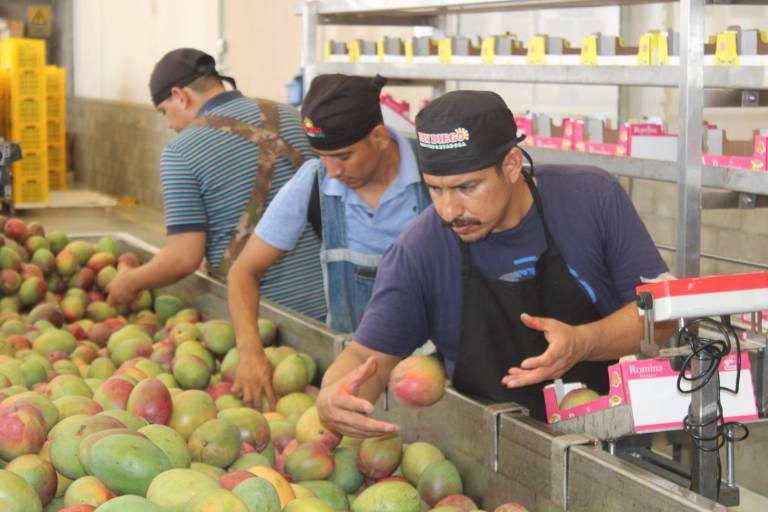 Exportación de mango, la cadena de trabajo detrás de cada caja empacada
