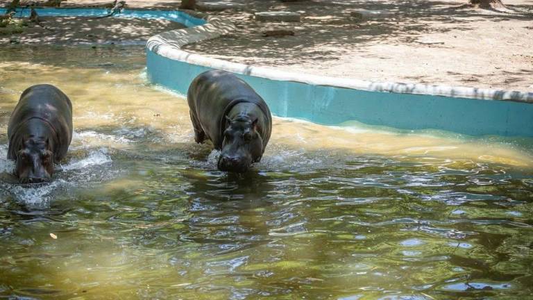 Uno de los hipopótamos en exhibición en el Zoológico de Culiacán falleció.