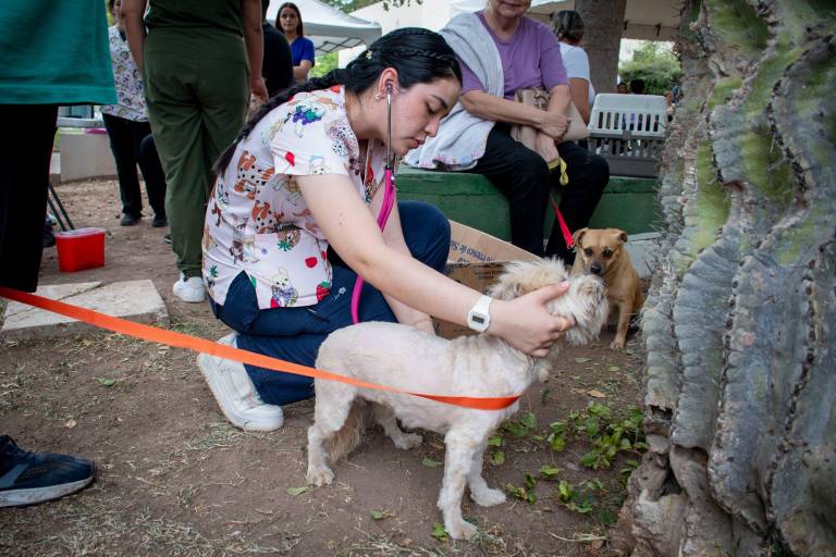 Esterilizan a 166 perros y gatos en campaña gratuita en Culiacán