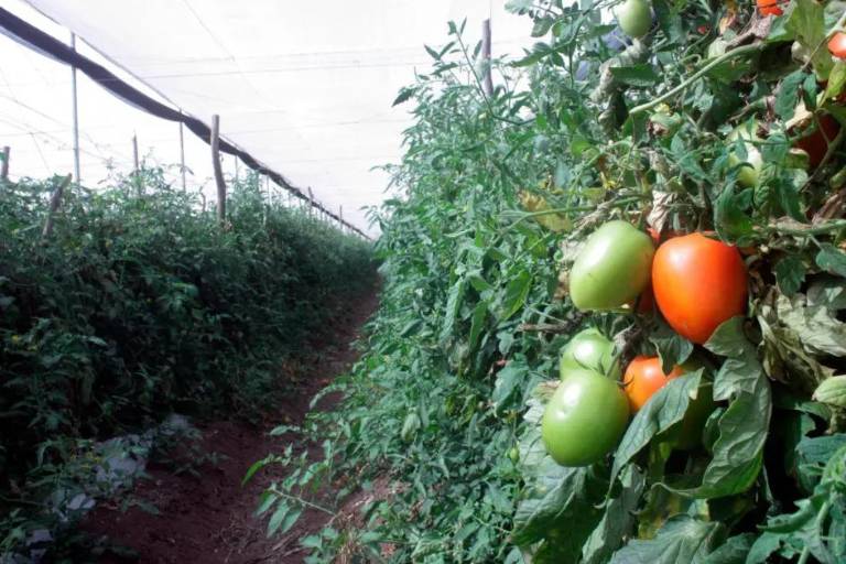 Exportadores mexicanos de tomate tienen 90 días para negociar aranceles: Caades