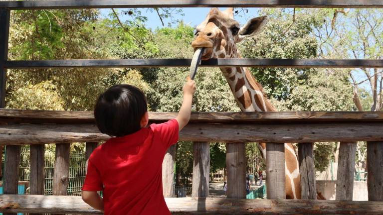 Los visitantes disfrutaron de las bondades de la naturaleza presentada en forma de aves, jirafas, jaguares y otras especies.