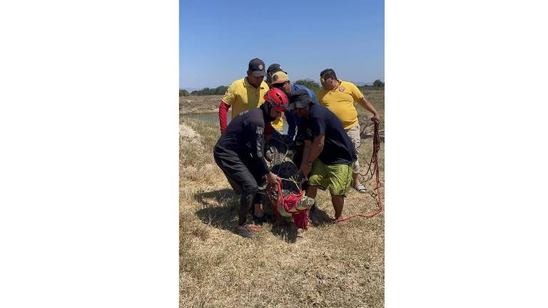 Protección Civil logra capturar al caimán.