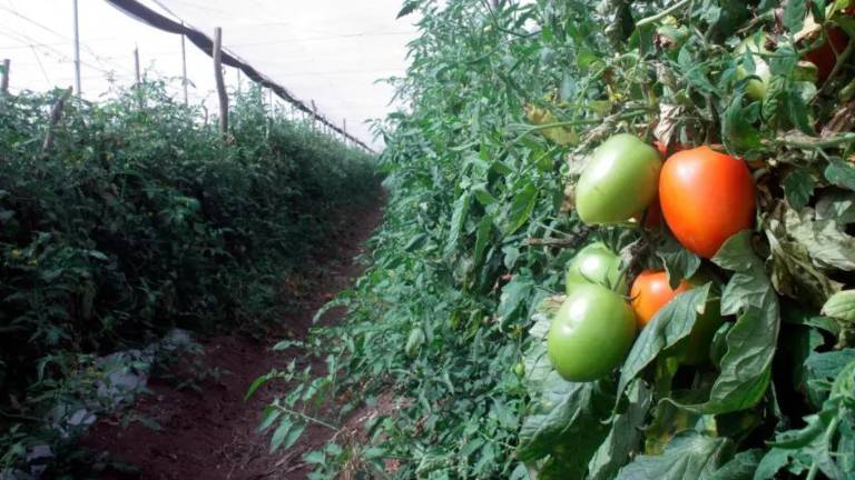 Robles Escalante dijo que de aplicarse el arancel en el tomate tendría graves consecuencias en ambos países.