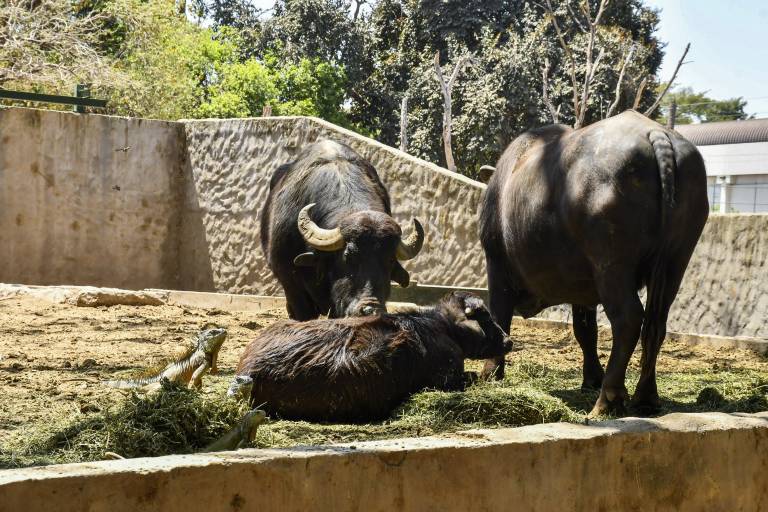 Familias visitan el Zoológico de Culiacán por Semana Santa, pero critican condiciones de los animales