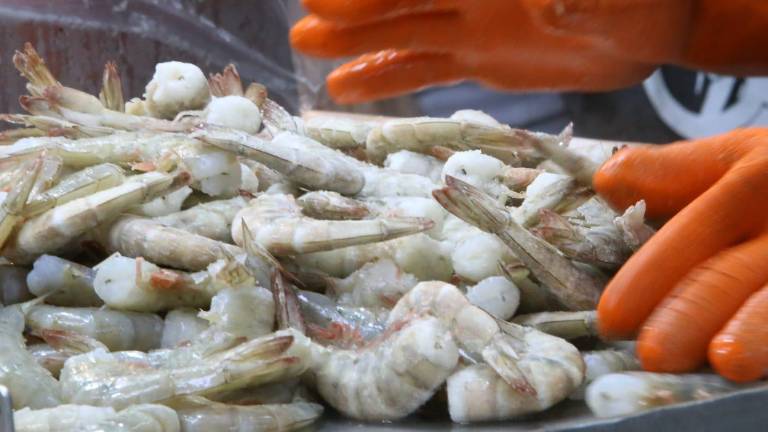 La producción de camarón en Sinaloa tuvo una caída durante 2024.