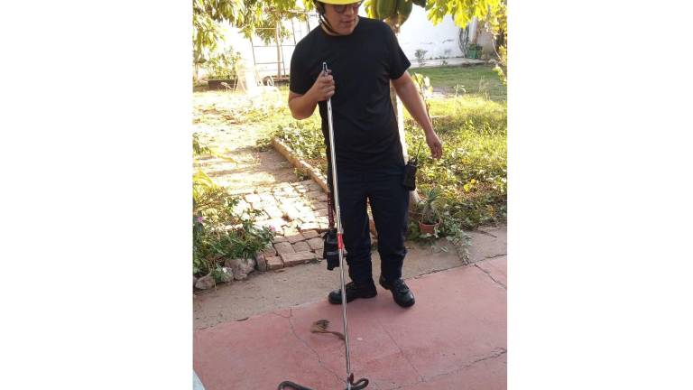 Elementos de Bomberos Veteranos de Mazatlán acudieron a una vivienda de la colonia Burócrata para capturar a una serpiente que ingresó al domicilio.