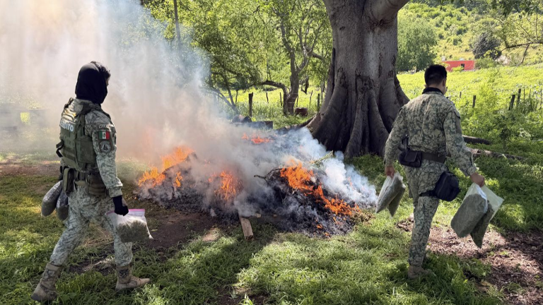 Ejército incinera marihuana asegurada en Cosalá; también hallan químicos para droga sintética.