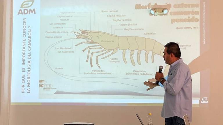 Imparten taller sobre la Enfermedad de la Mortalidad Temprana del camarón