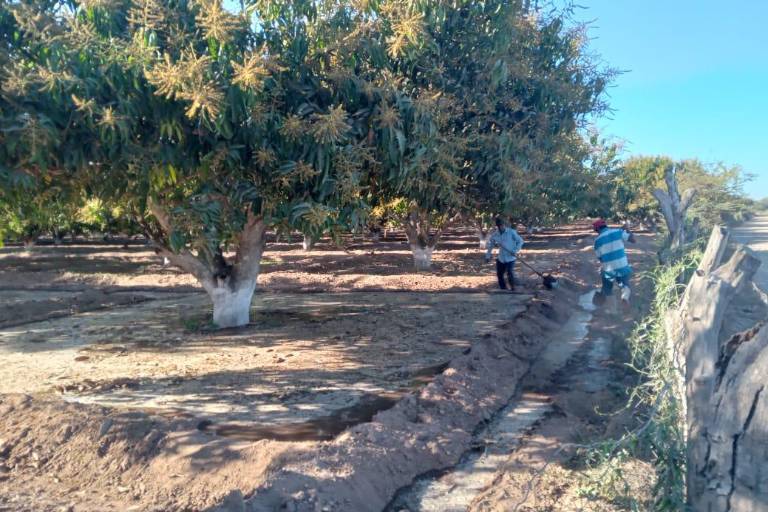 Busca AARB impulsar gestiones para que los tres niveles de Gobierno apoyen al sector manguero