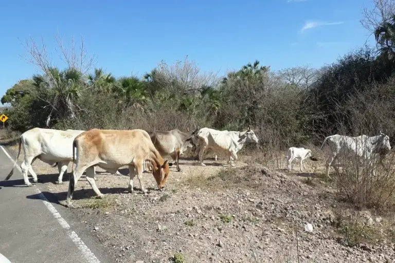 Supervisan terrenos para instalación de abrevaderos en El Quelite