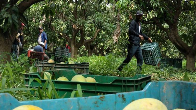 La baja floración registrada este año redujo la producción de mango en la región.