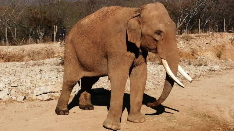 La dirección de Ostok espera que la compra de la hembra tenga un costo aproximado de 200 mil dólares