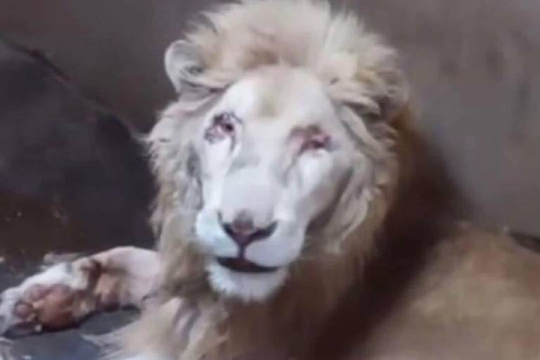 Fallece león en el Zoológico de Culiacán; Profepa evaluará causas del deceso