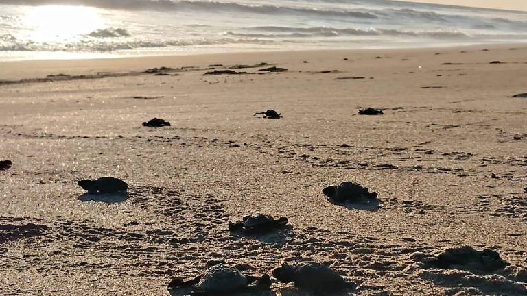 Crías de tortuga fueron liberadas este martes en el Santuario Huizache Caimanero, en Rosario.