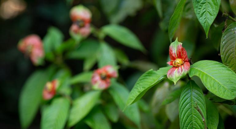 $!Una planta en el bosque tropical de la Amazonia.